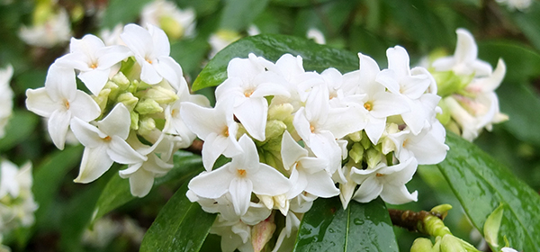  A stunning shrub. 