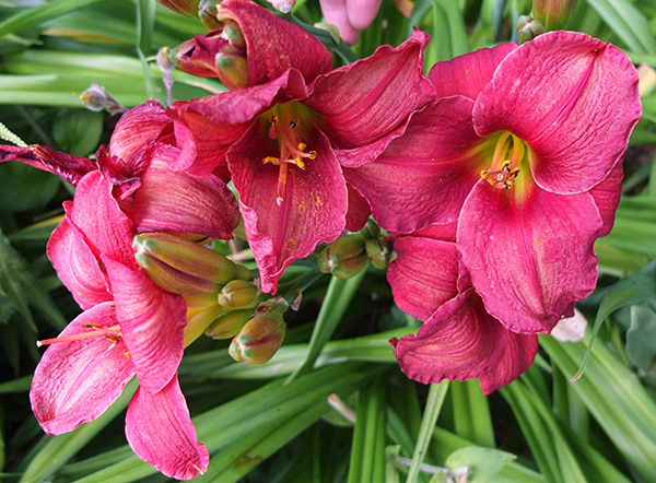  Large flowers. 