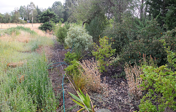  The weedy paddock belongs to next-door. 