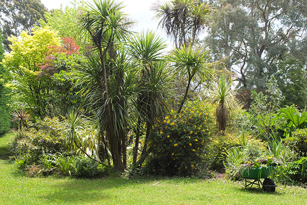  Cabbage trees and yellow Hypericum in Middle Border. 