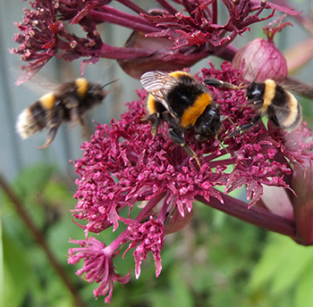  On Angelica Gigas 