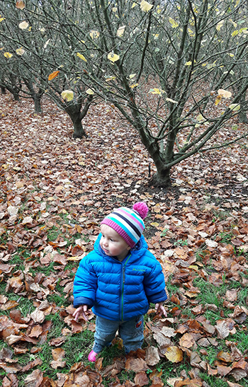  A grand-toddler in the Hazelnut Orchard. 