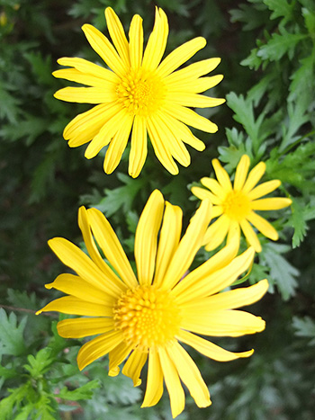  Winter flowering yellow daisy 