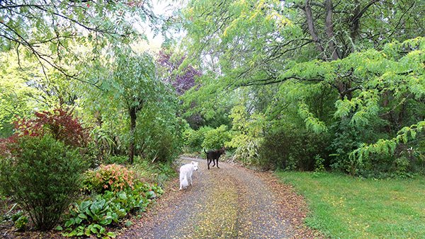 In the autumn driveway. In the autumn driveway.
