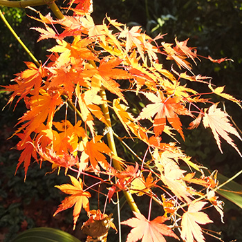  A Maple by the house. 