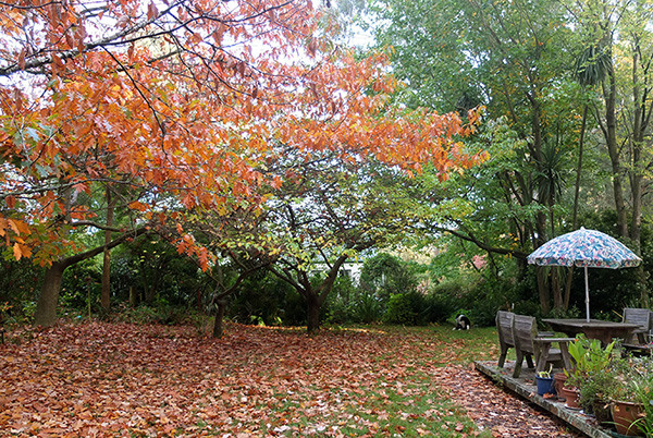  The oak leaves are falling. 