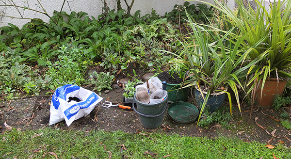  The side house garden. 