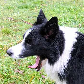  Wet dog Winnie. 