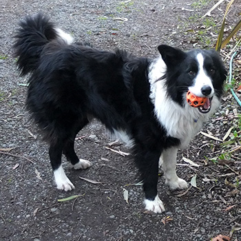  Throw the ball! 