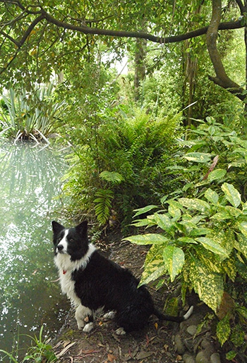  Waiting for me to throw the stick. 