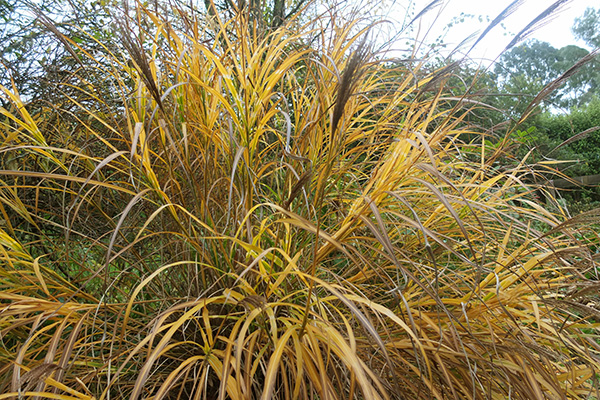  Forming seed-heads. 