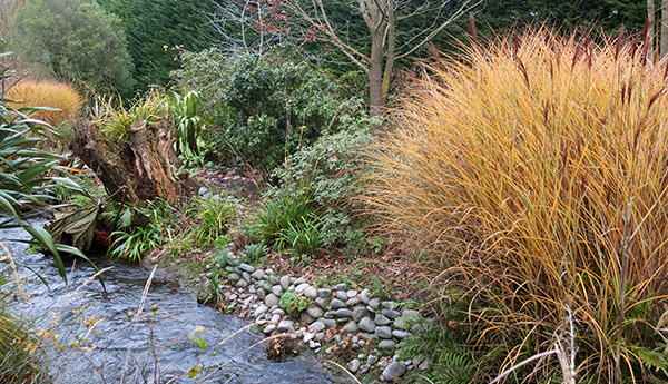  The big Miscanthus grasses look wonderful in winter. 