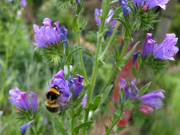  A wonderful flowering annual for bees. 