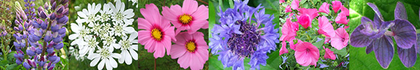  Lupin, Orlaya, Cosmos, Cornflower, Lavatera, Salvia. 