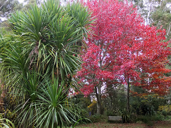  In the Hen House Garden, with a green Cordyline in the foreground. 