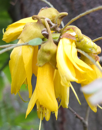  A New Zealand native shrub-tree. 