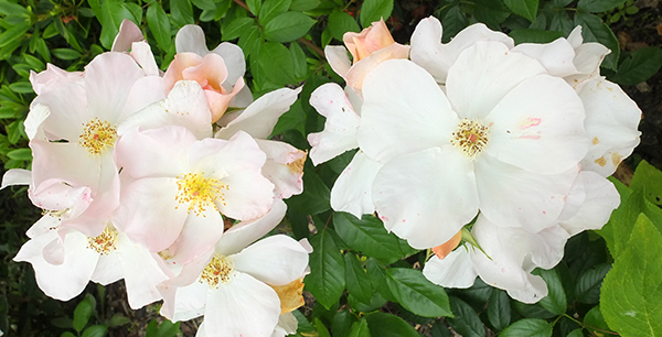  In the Driveway Garden. 