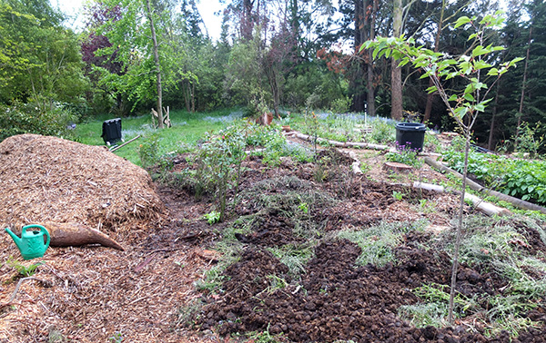 Covered with old forget-me-nots, rotted horse manure, and mulch. Covered with old forget-me-nots, rotted horse manure, and mulch.