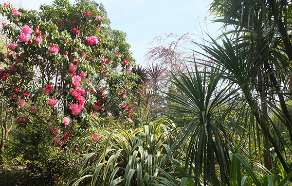  With Phormiums and Cordylines in Middle Garden. 