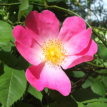  A large flowered single rose. 