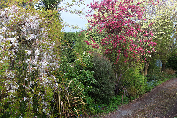  The Crab-Apple and the Golden Elm just starting to flower. 