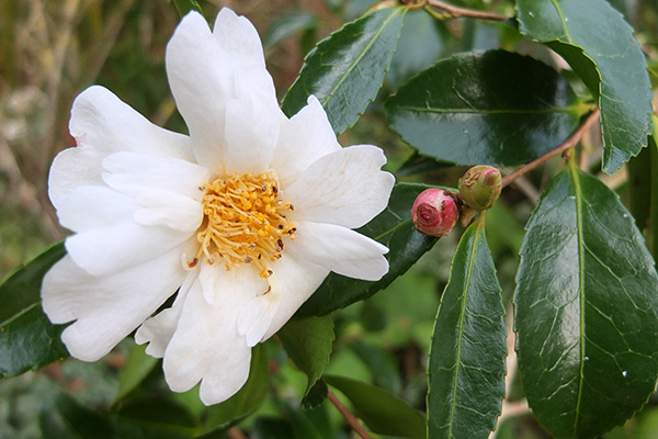  A very early bloomer. 