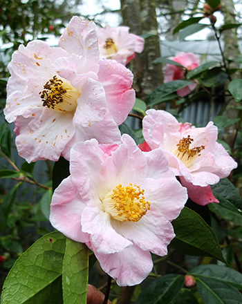  Large papery flowers. 