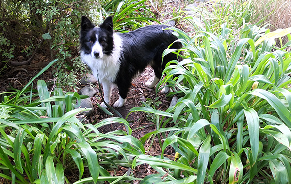  Agapanthus on the left, Renga Renga on the right. 