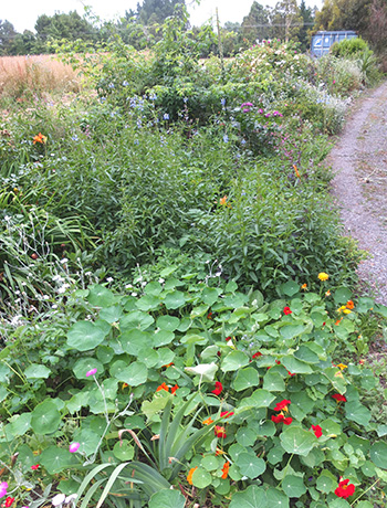  The Salvias and Nasturtiums are just starting to flower. 