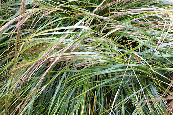  A cascading ornamental grass. 