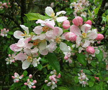  Photograph taken after some spring rain. 