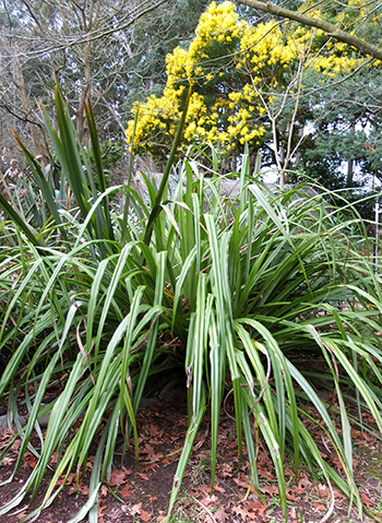  With a flowering Wattle tree in the background. 