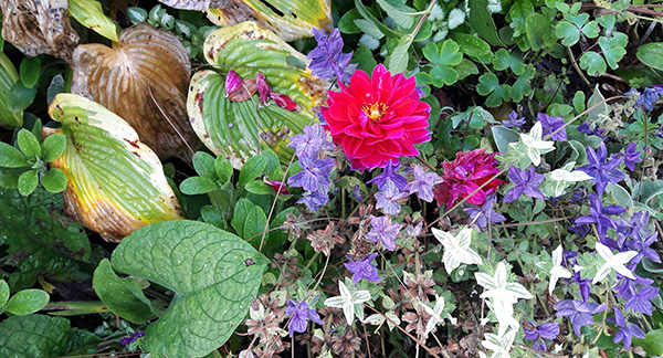  Late dahlia and salvias, dying hostas. 