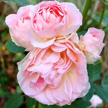  A New Zealand rose. 