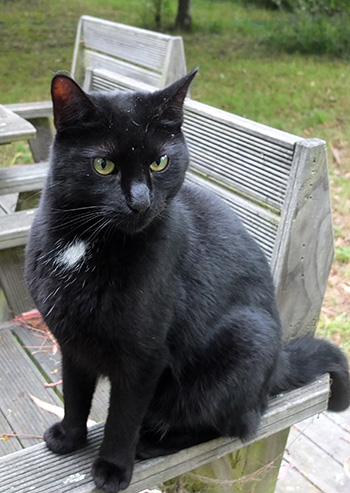  My beautiful black cat. 