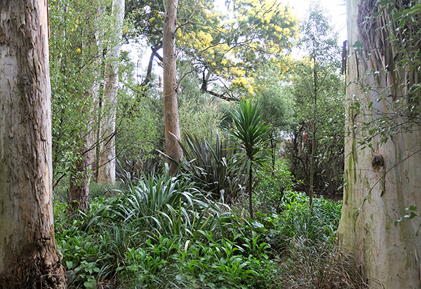  And a yellow flowering Wattle in the distance. 