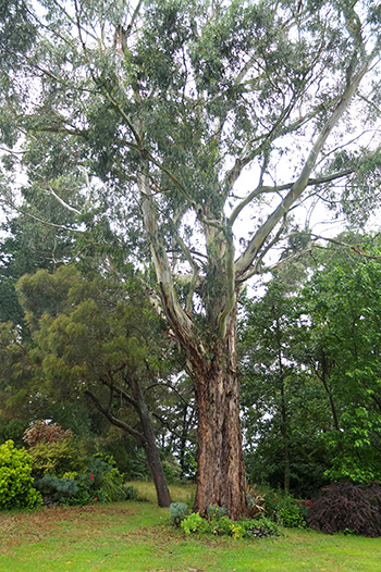  One of my Eucalyptus trees, the cause of all the bark. 