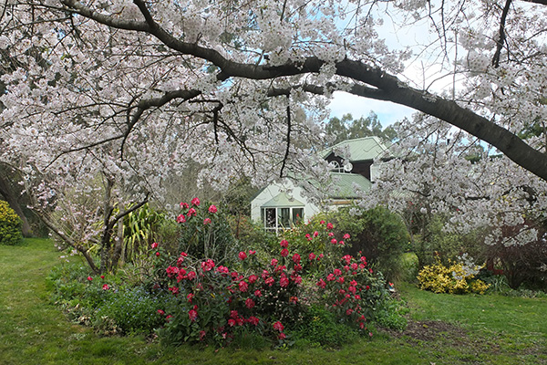  That is my house behind the Island Bed. 