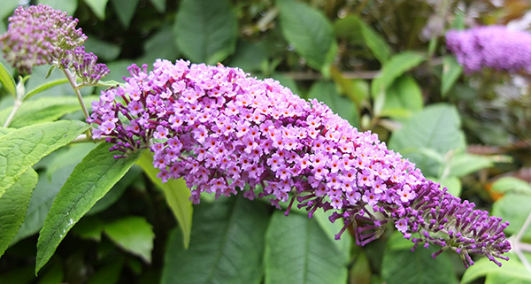  Butterfly bush, I think this is sometimes called. 