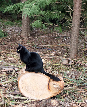  Sitting on a log. 
