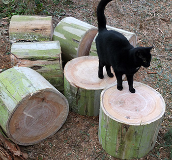  Buster the cat is checking things out. 