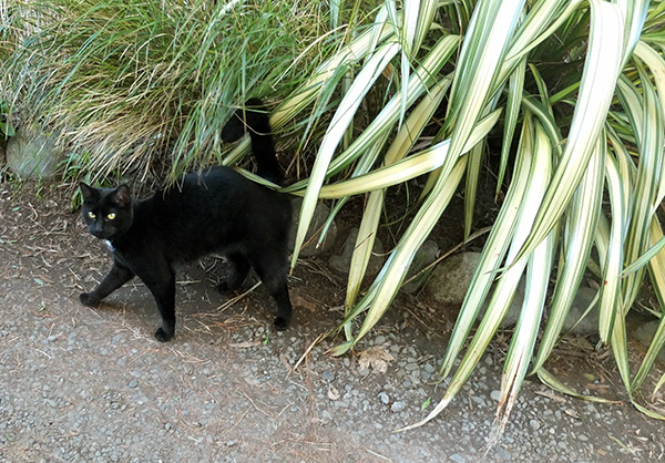  By a Phormium called Cream Delight. 