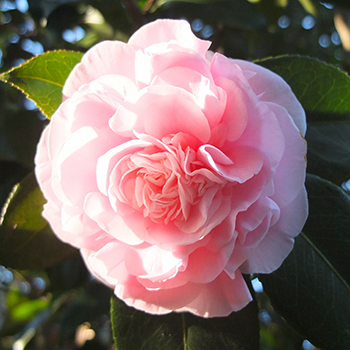  The Camellias are a bit confused... 