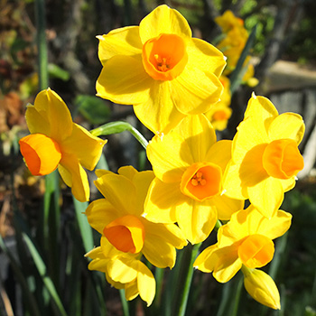  The yellow jonquils are flowering. 