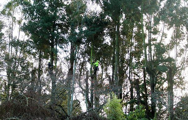  Two climbers up in the Hump Gum trees. 