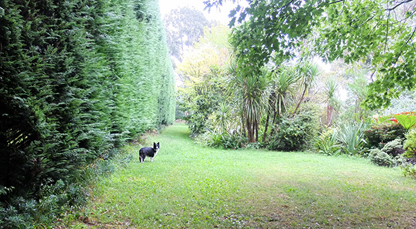  Pebbles on one of our wet walks. 