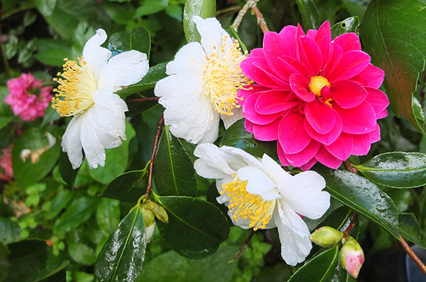  Late dahlia, early Camellia! 