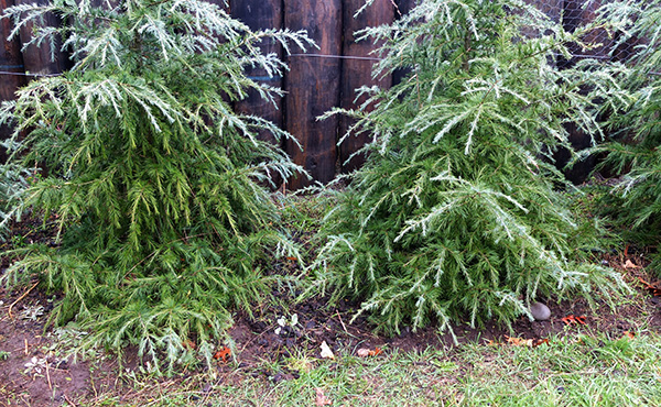  A slow growing conifer for hedging. 