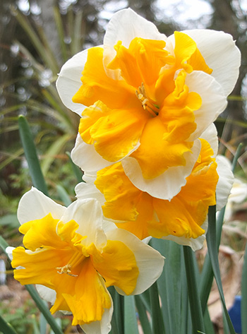  Pretty daffodils. 