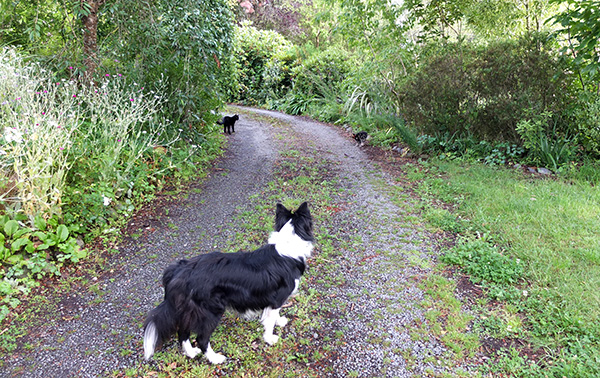  Watched by Pebbles the Kitten Nanny. 